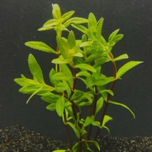 12 bunches, 36 plus stems of Limno Aromatica