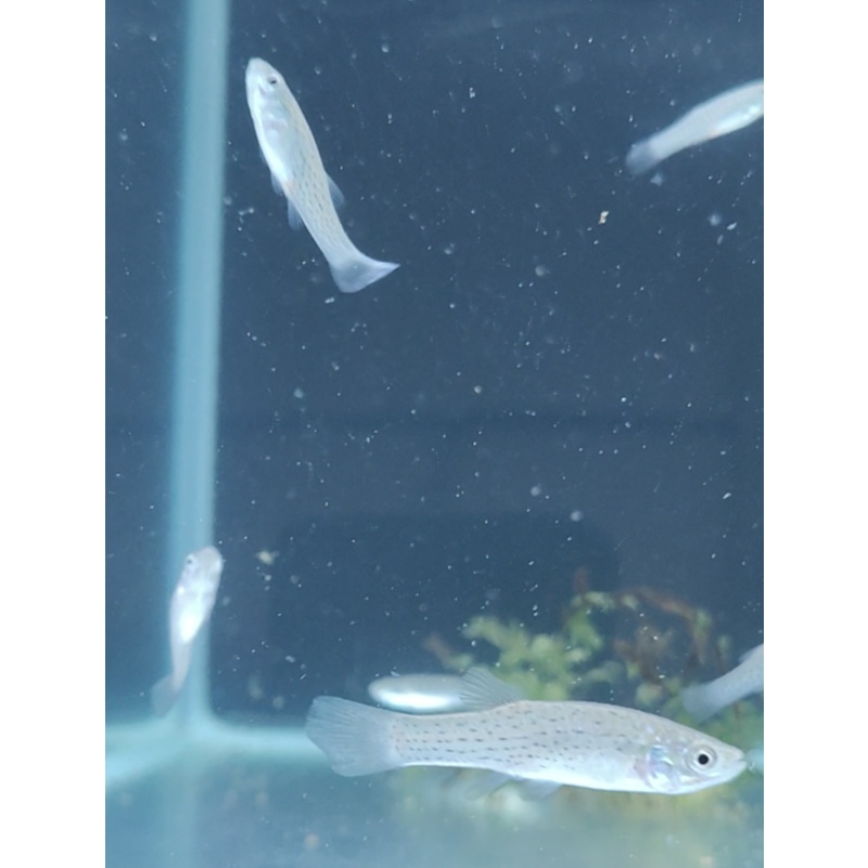 Pair F1 Jenynsia Lineata