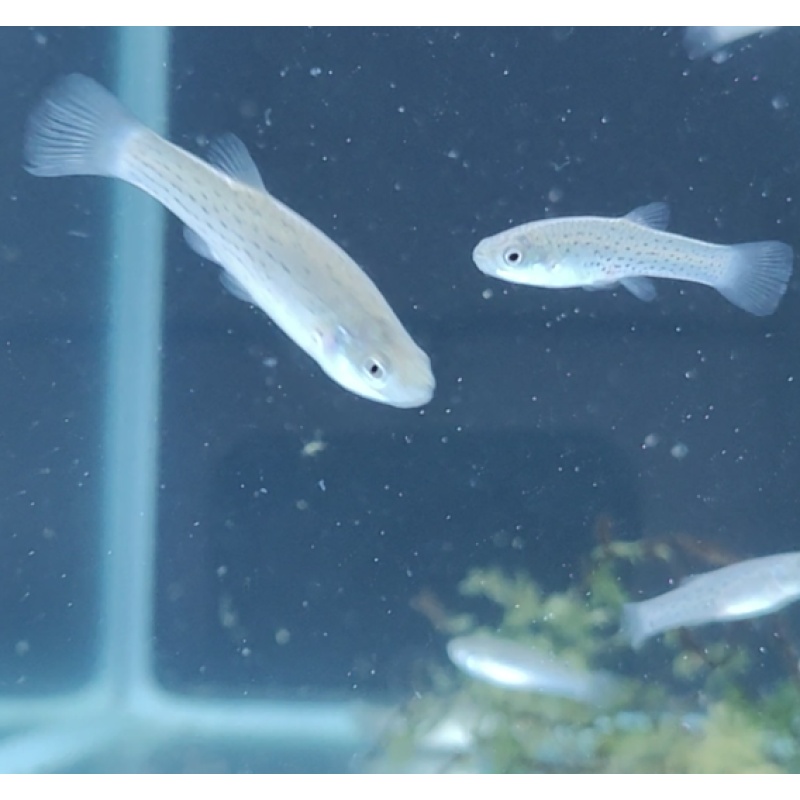 Pair F1 Jenynsia Lineata