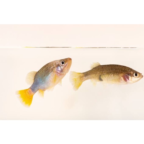 Xenotoca lyonsi Coahuayana River