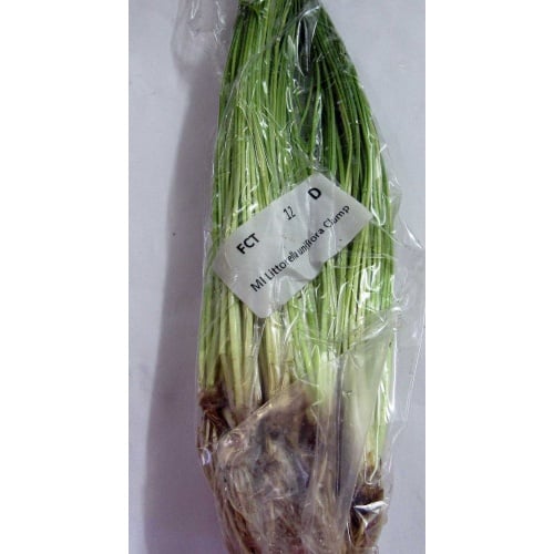 12 Littorella Uniflora