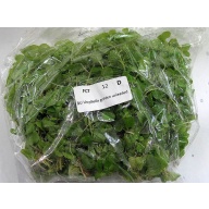 12 bunches, 36 plus stems of Golden Lloydiella