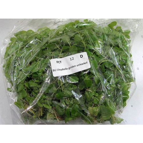 12 bunches, 36 plus stems of Golden Lloydiella