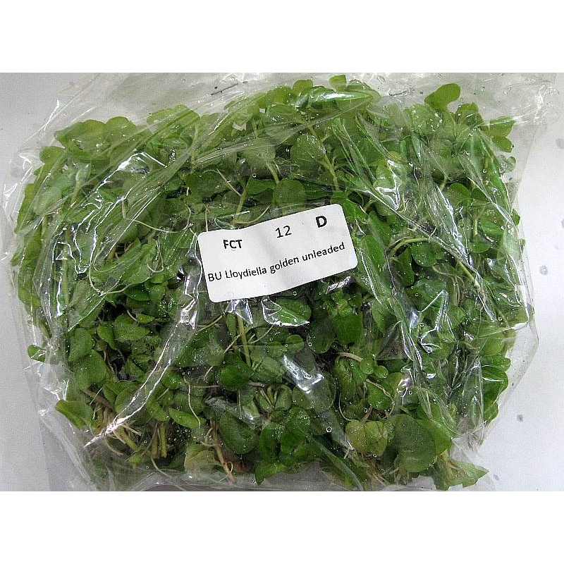 12 bunches, 36 plus stems of Golden Lloydiella