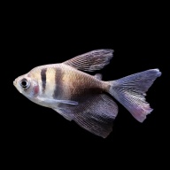 8 long fin black skirt tetras