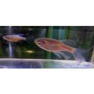 12 long fin blue danios