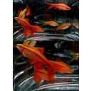 4 pair long fin cherry barbs