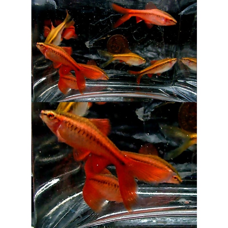 4 pair long fin cherry barbs