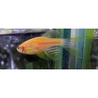 12 long fin gold danios