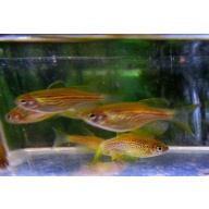 12 long fin leopard danios