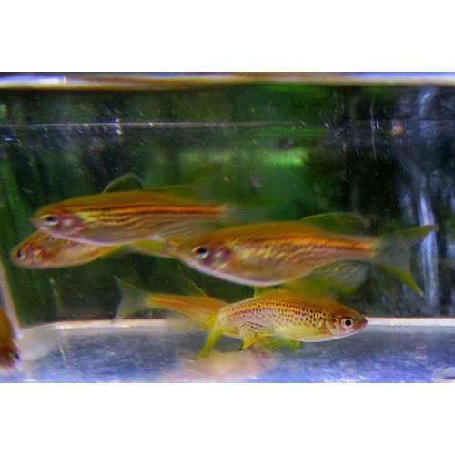 12 long fin leopard danios