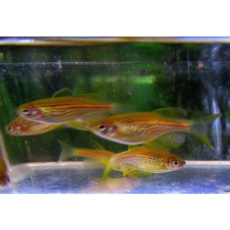 12 long fin leopard danios