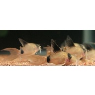 4 tank raised long fin panda corys