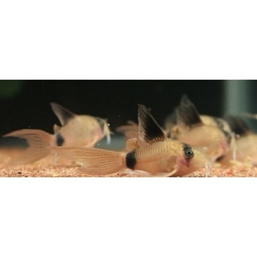 5 tank raised long fin panda corys