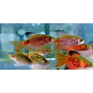 3 pair long fin rosey barbs