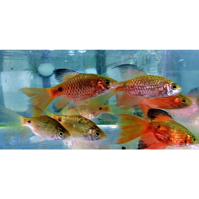3 pair long fin rosey barbs