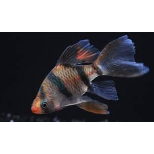 4 medium long fin tiger barbs
