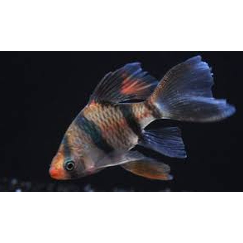 4 medium long fin tiger barbs