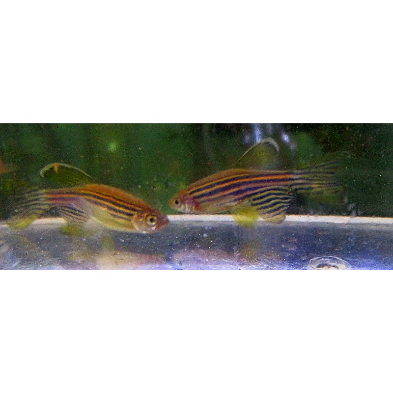 12 long fin zebra danios