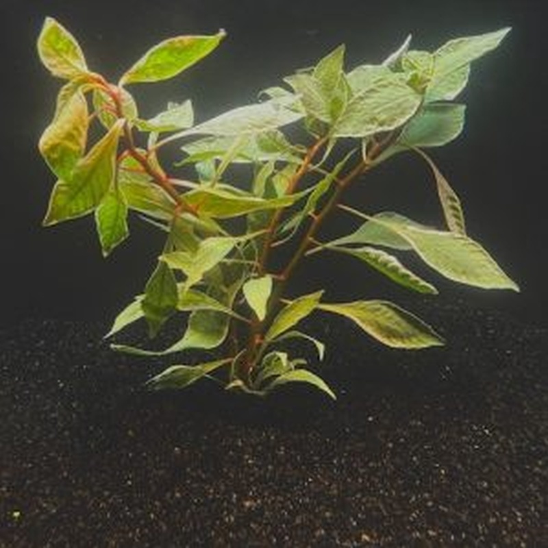 12 bunches, 36 plus stems of white ludwigia