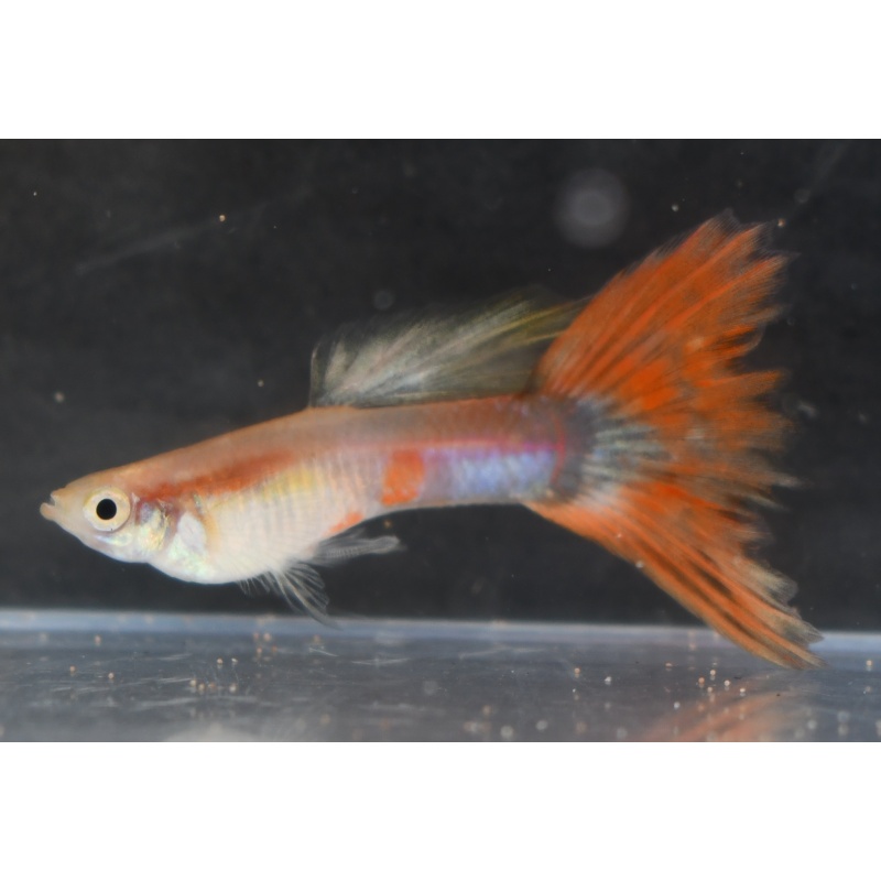 5M/5F mutation guppies from strain creation