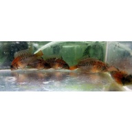 Young pair Apistogramma Macmasteri