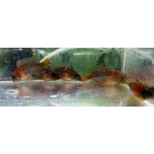 Young pair Apistogramma Macmasteri