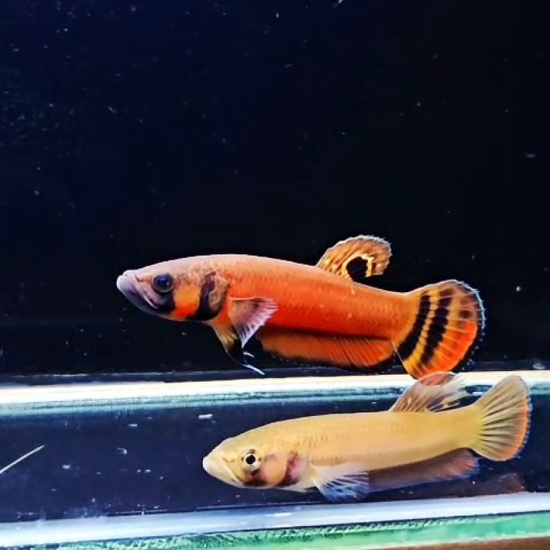 protect from extinction wild betta macrostoma pair