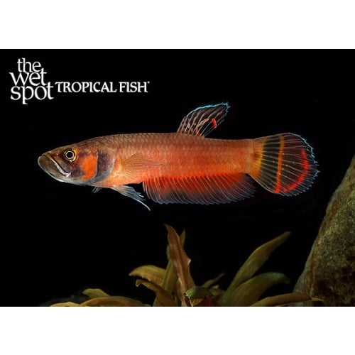 1x Brunei Beauty Betta TR (B. macrostoma) LG