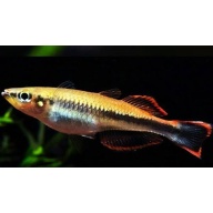 4 madagascar rainbows