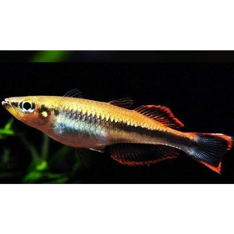 4 madagascar rainbows