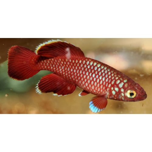 Nothobranchius - korthausae Mafia Island TZN 08-04 40+