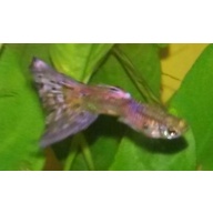 Pink Magenta Guppies 10 Fry FREE Shipping