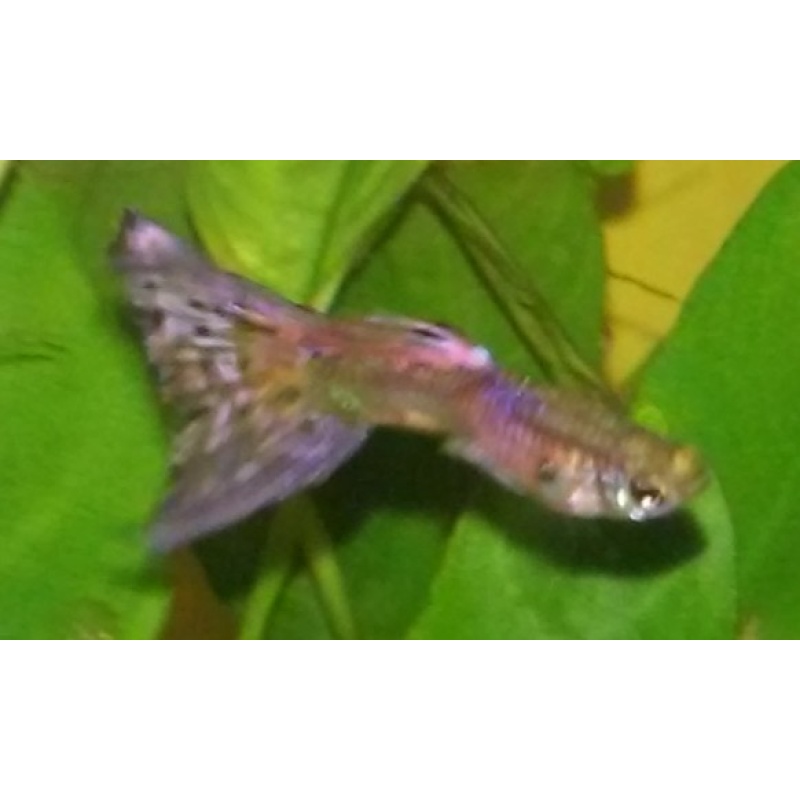 Pink Magenta Guppies 10 Fry FREE Shipping