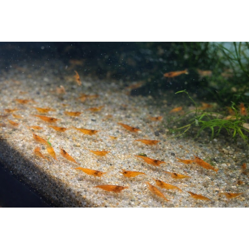 40 + Orange Sunkist Shrimp - Free 2 day Shipping FedEx or UPS