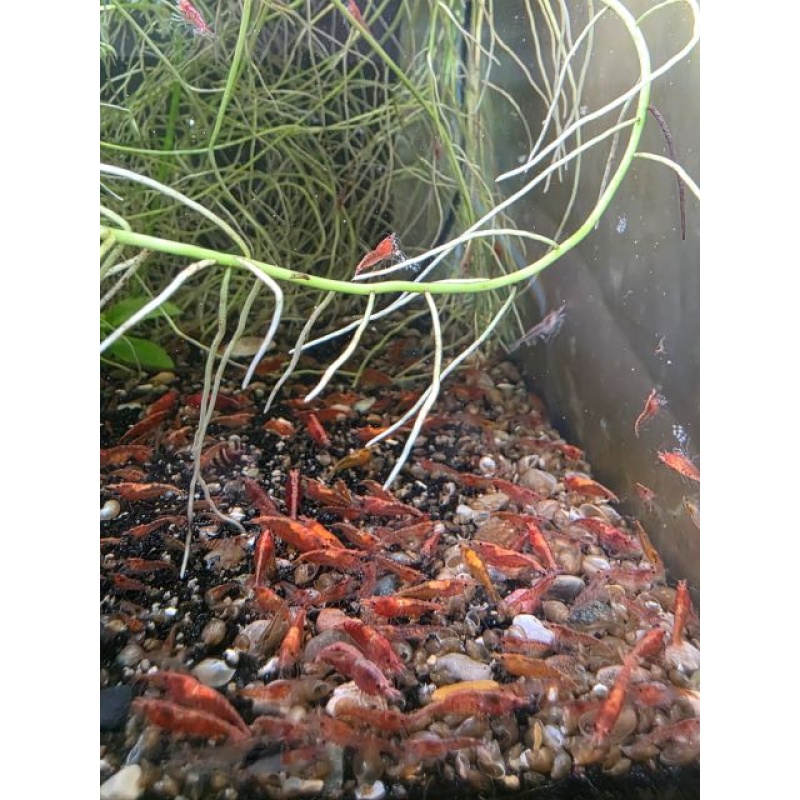 40+ Red Cherry Shrimp Neocaridina Free 2 day Shipping