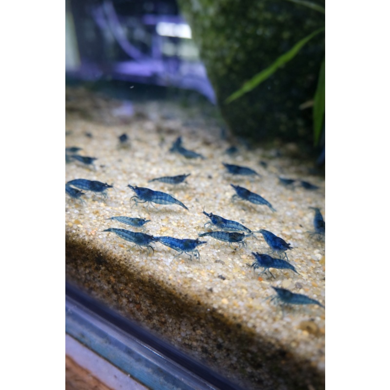 40+ Blue Dream Neocaridina Shrimp Free 2 Day Shipping