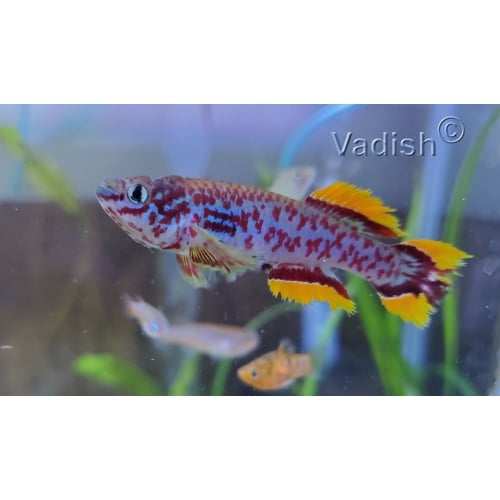 Fundulopanchax gardneri Makurdi Long Fin pair