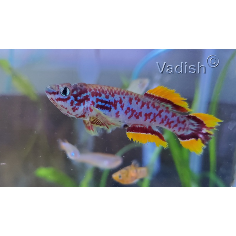 Fundulopanchax gardneri Makurdi Long Fin pair