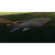 aphyosemion bivittatum funge Pair - $60.
