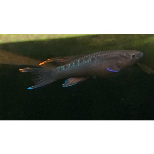 aphyosemion bivittatum funge Pair - $60.