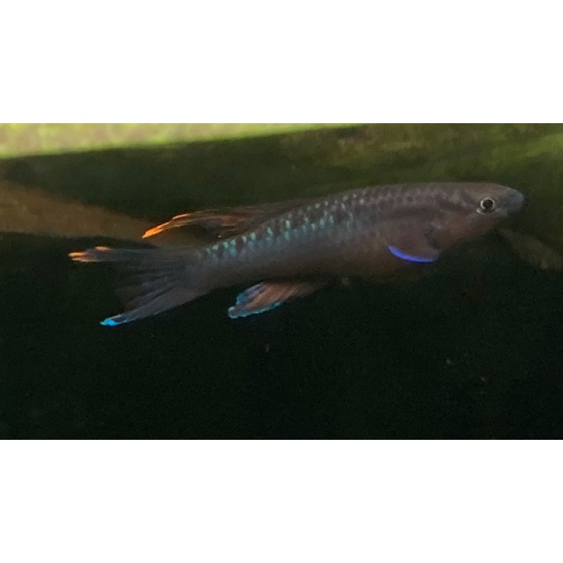 aphyosemion bivittatum funge Pair - $60.