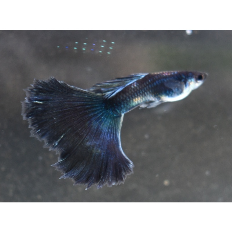 BlueLazuli selected breeding trio