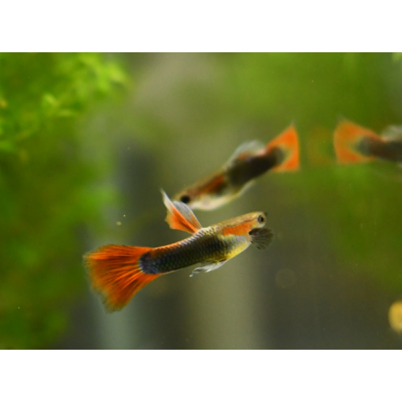 Red Panda selected breeding trio