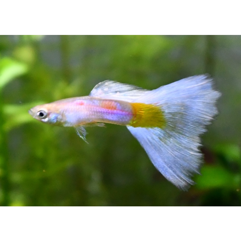 Transnow selected breeding trio