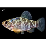 Wild-Type Sheepshead Minnows – Extremely Hardy Brackish & Saltwater Fish