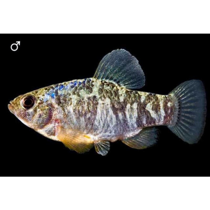 Wild-Type Sheepshead Minnows – Extremely Hardy Brackish & Saltwater Fish