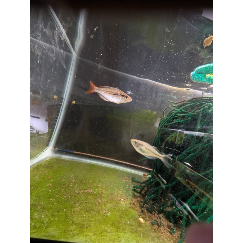 Melanotaenia mairasi - ADULT PROVEN BREEDERS x3 1M2F RARE!!! TRIO