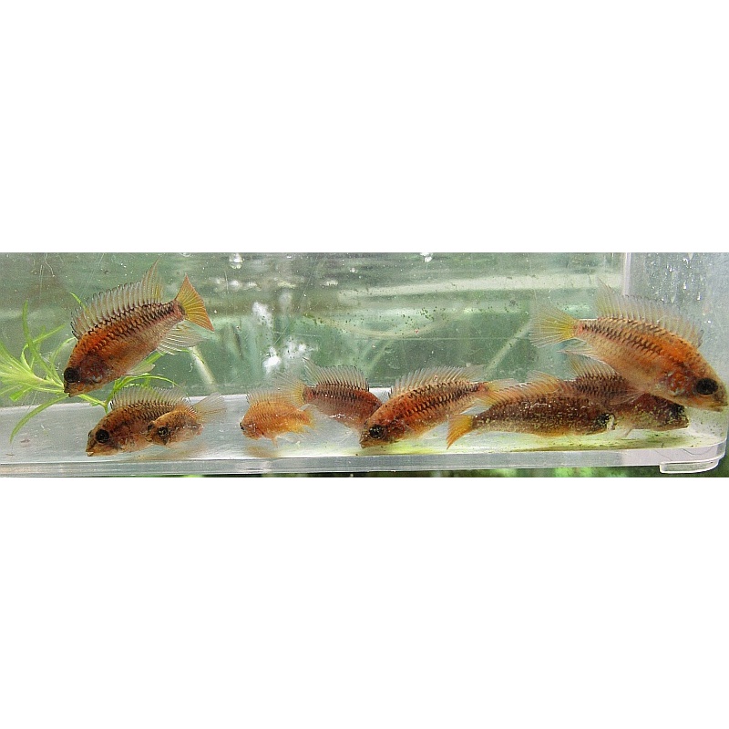 group of 4 apistogramma macmasteri