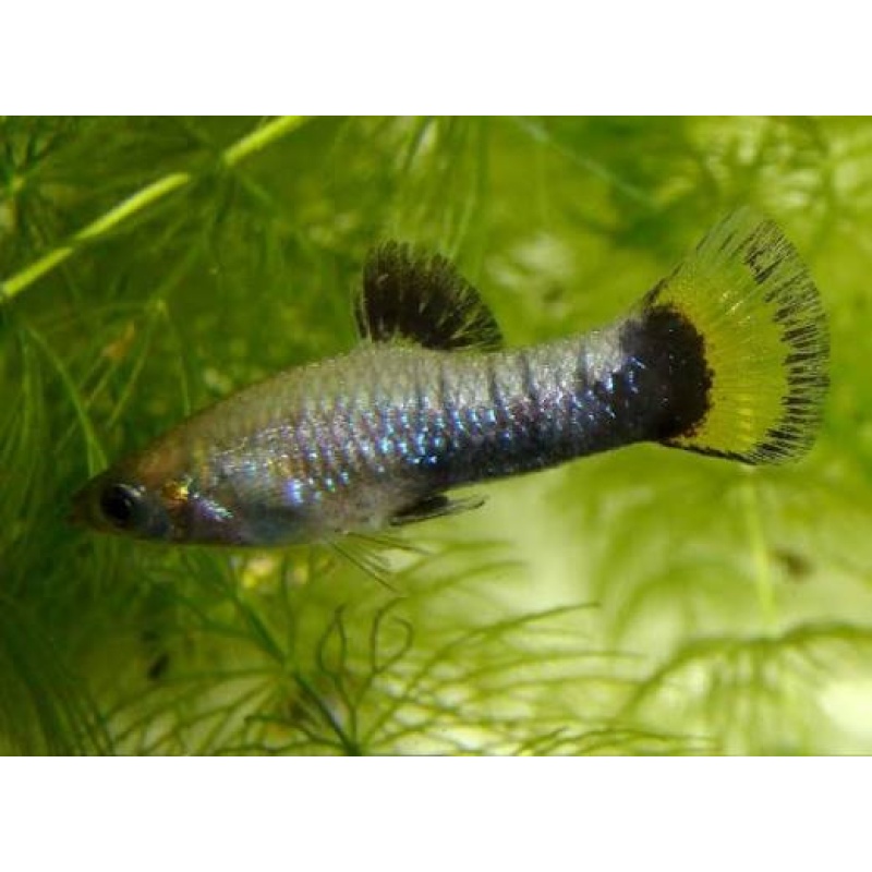 Limia melanogaster
